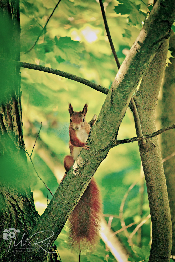Eichhörnchen2 | Entdecken Sie Fotografie aus Leidenschaft: Auftragsfotografie, HD-Fotos, Geschenkartikel aus Ihren Bildern und vieles mehr. Beauftragen Sie uns für besondere Momente!