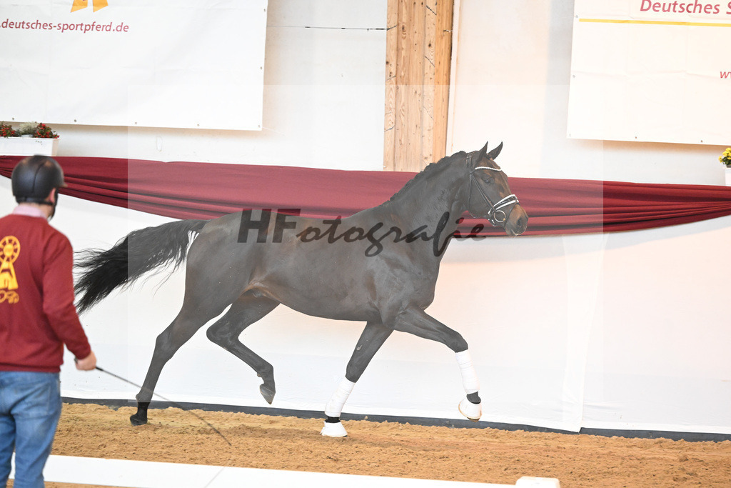 Kat-Nr. 42 v. Maracana_Sommer_66220603 | hf-fotografie - Realisiert mit Pictrs.com