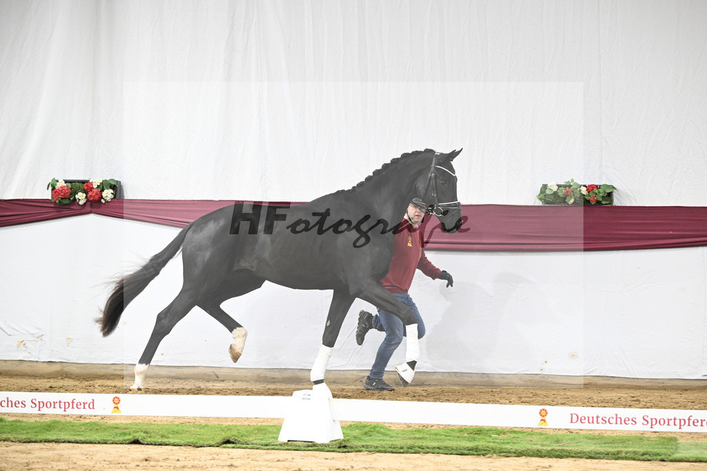 Kat-Nr. 65 Zalando x Fuerstenball_Gestuet Dobel_47252438 | hf-fotografie - Realisiert mit Pictrs.com