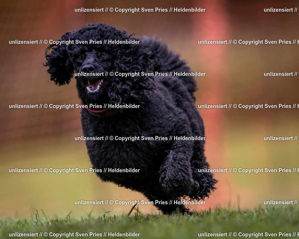 Sven Pries | 2024-04-21 - Hunderennen Baden-Oos
Foto: Sven Pries - Realisiert mit Pictrs.com