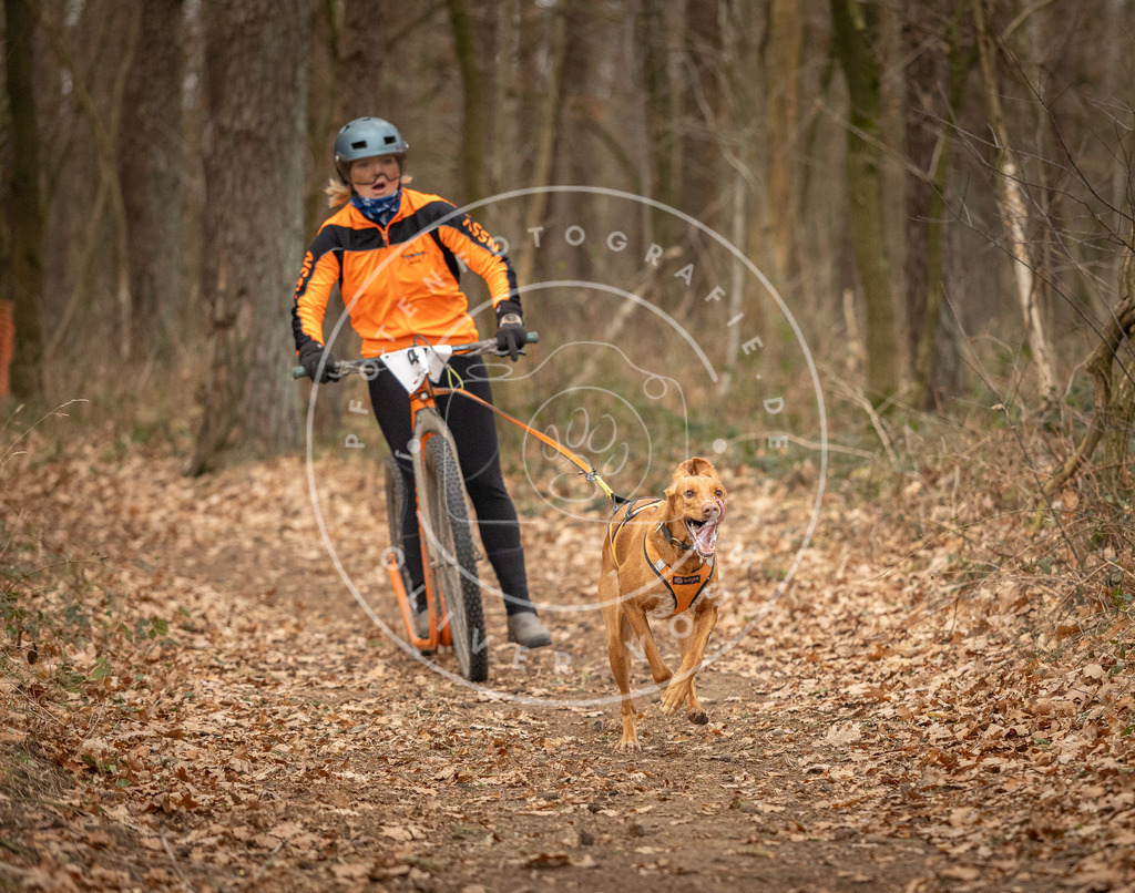 Pfotenfotografie_DV3A0755 | Hundefotografie, Tierfotograf, Pfotenfotografie, Fotoshooting Hund, Hunde Portrait, Hundesport, Hundeportraits, Heideshooting, Hunde, Sportfotograf, Hundefotograf, Turnierhundsport, THS,  - Realisiert mit Pictrs.com