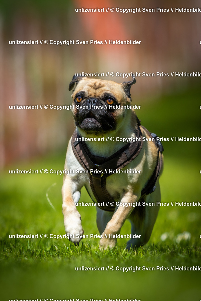 Hunderennen_April_2026_577 | 2026-04-26 - Hunderennen Baden-Oos April 2026 - Realisiert mit Pictrs.com