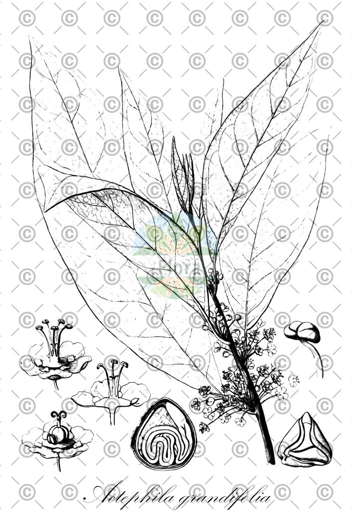 HistAbb_wfo-0000588088_1_ENZY_Simple | Historische Abbildung von Actephila grandifolia - Phyllanthaceae | Historical Illustration of Actephila grandifolia - Phyllanthaceae