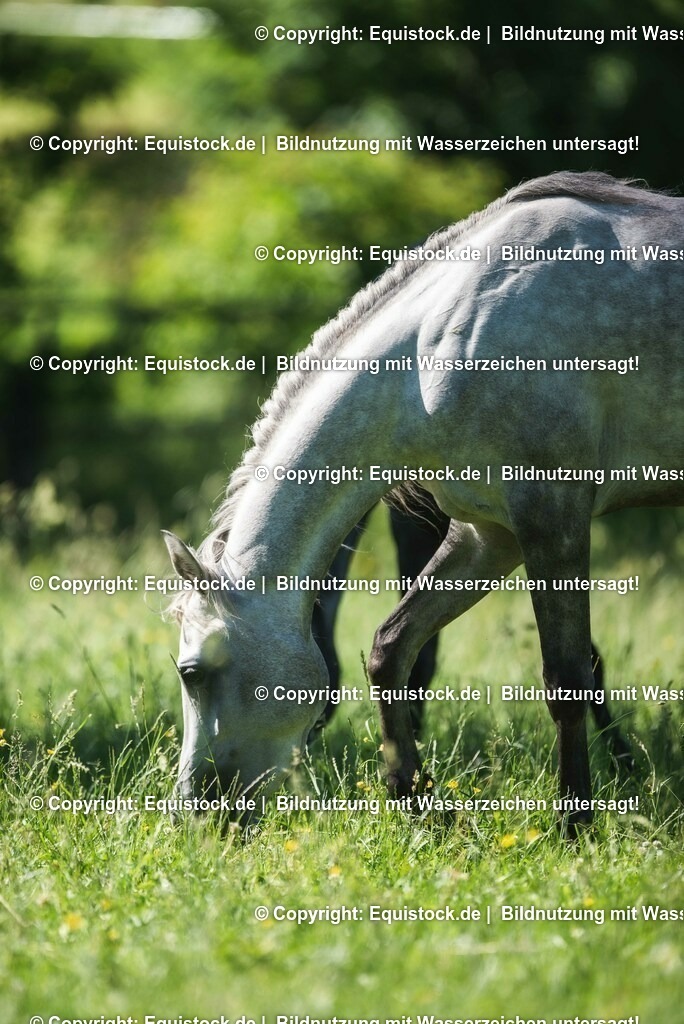 20210617_Araber_Marbach_Koppel_0110 | Foto: Thomas Hartig