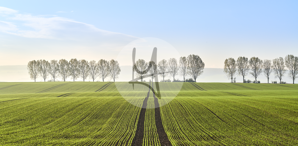 Landschaft im Morgennebel - Nördliches Harzvorland - #nHavo | Meurer Shop - Realisiert mit Pictrs.com