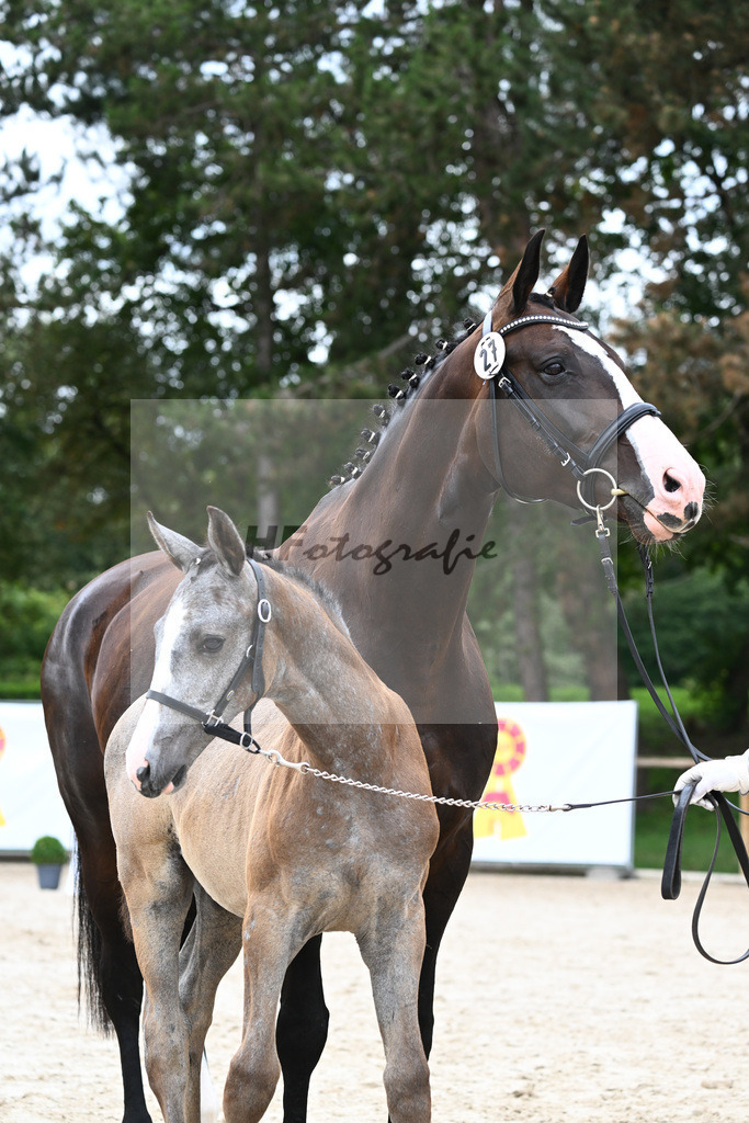 Kat-Nr. 27 SF Arezzo Man_Schwarz GbR_25230696 | hf-fotografie - Realisiert mit Pictrs.com