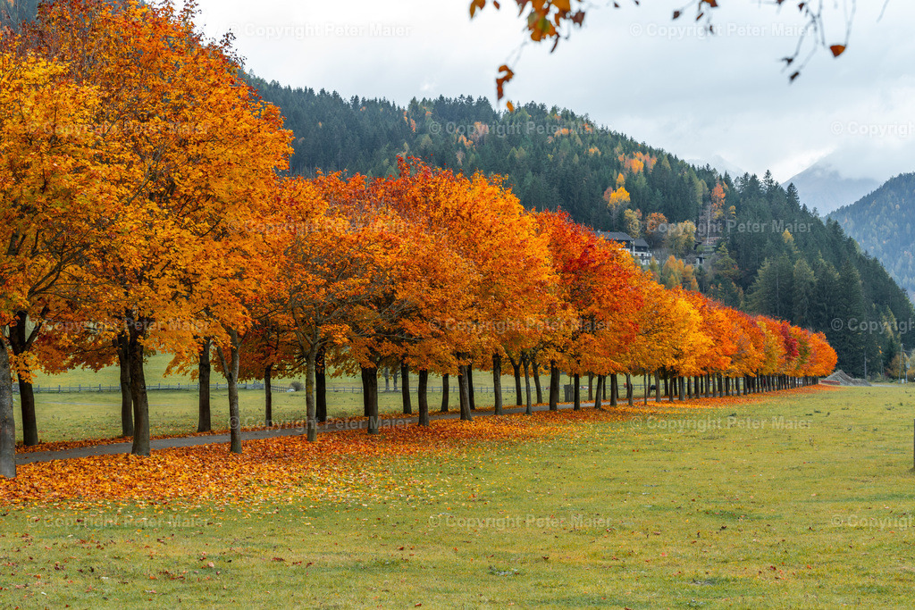 Alee_Obervellach_Herbst-57 | piet_flosse