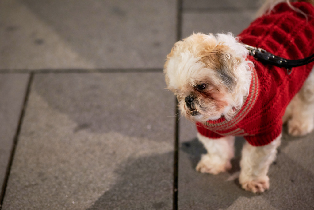 kleiner Hund mit rotem Strickpullover | Wien, Austria - November 22, 2019: kleiner Hund mit rotem Strickpullover auf dem Stephansplatz. - Realisiert mit Pictrs.com