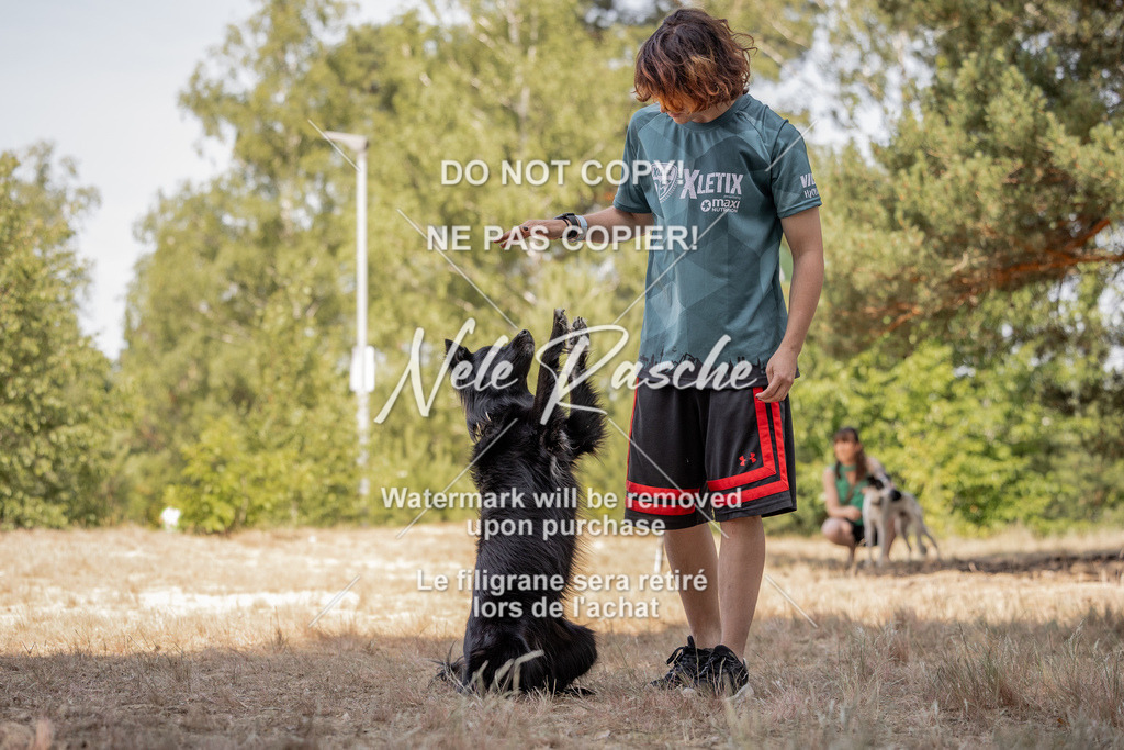 nelerasche_soDD2_340 | nelerasche