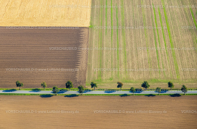 Werl220903062 | Luftbild, Baumallee, Wiesen und Felder, Formen und Farben, Büdericher Straße, Werl, Soester Börde, Nordrhein-Westfalen, Deutschland