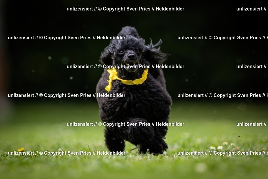 Sven Pries | 19. Allgemeines Hunderennen Karlsruhe Durlach - Realisiert mit Pictrs.com