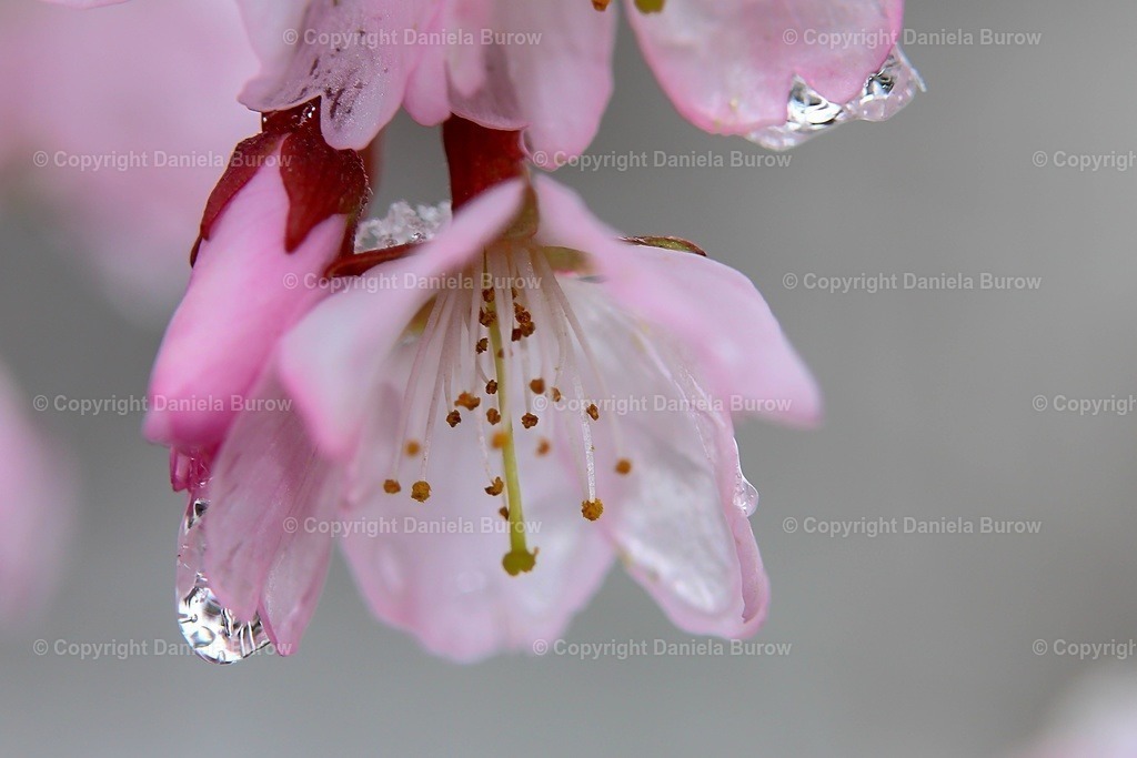Blüten | danielaburow - Realisiert mit Pictrs.com
