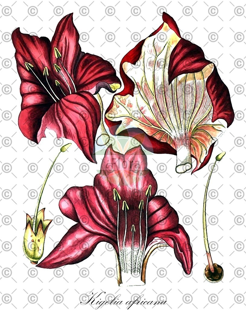 HistAbb_wfo-0000835863_1_ENZY_Simple | Historische Abbildung von Kigelia africana - Bignoniaceae | Historical Illustration of Kigelia africana - Bignoniaceae