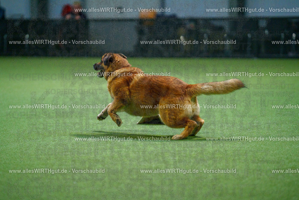 7R500662 | Professionelle Tierfotografie in Mönchengladbach von Daniel Wirth (allesWIRTHgut). Liebevolle & natürliche Bilder von Hunden & Katzen für unvergessliche Erinnerungen.