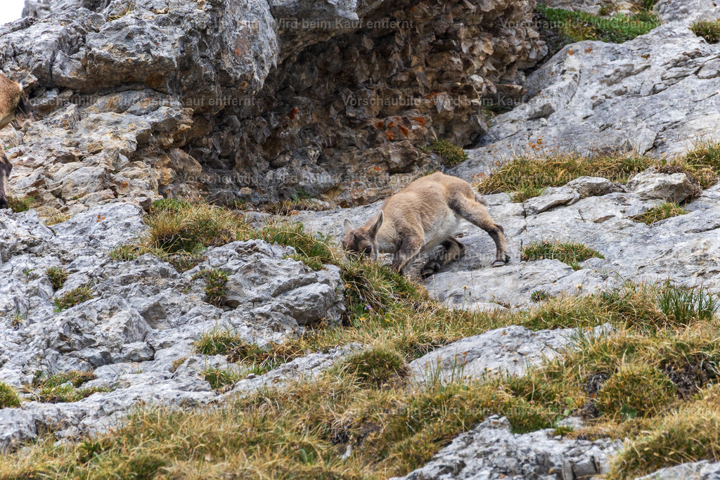 Steinbock am Pilatua | Stimmungsvolle Fotokunst aus Luzern. Erlebe den Pilatus, den See und die Stadt Luzern in exklusiven Aufnahmen in der Fotogalerie & Shop. - Realisiert mit Pictrs.com
