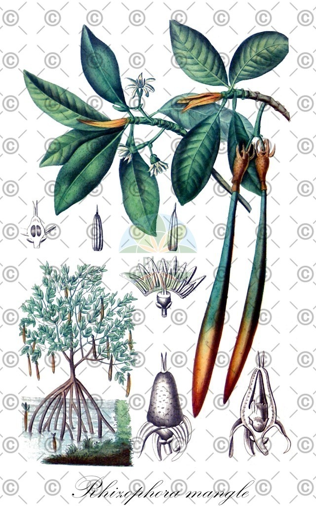 HistAbb_wfo-0000296323_1_ENZY_Simple | Historische Abbildung von Rhizophora mangle - Rhizophoraceae (Manglebaum;Mangrovebaum) | Historical Illustration of Rhizophora mangle - Rhizophoraceae