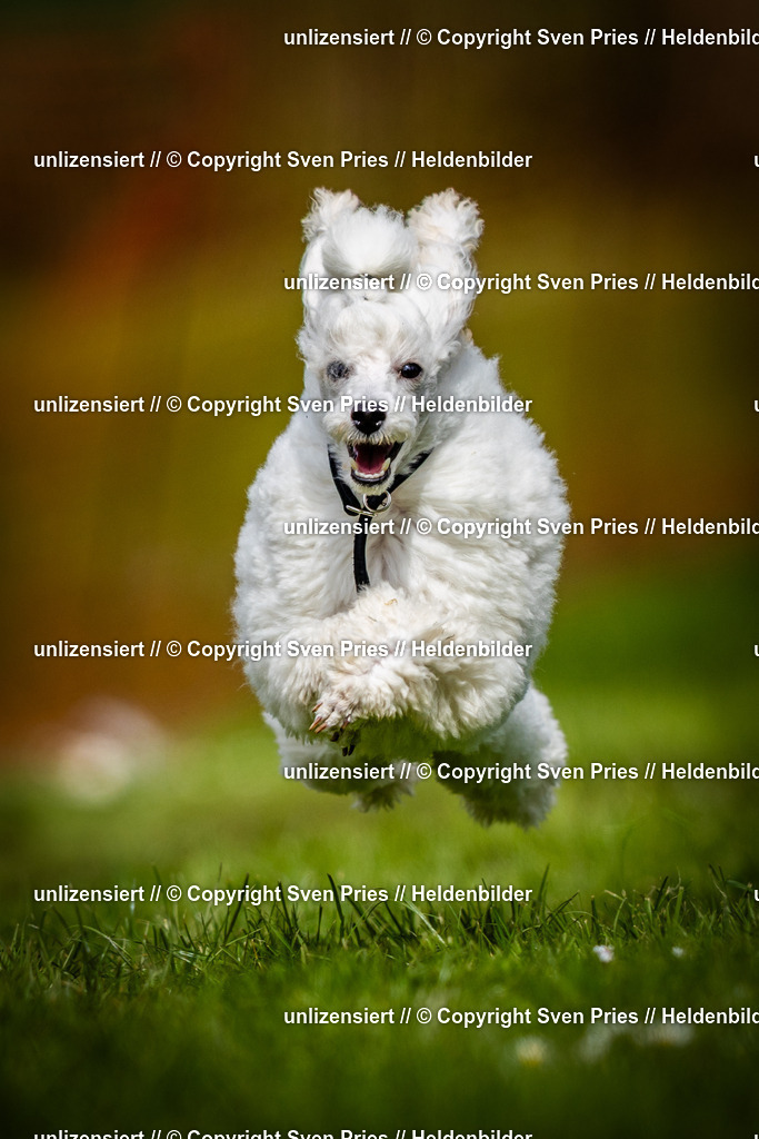 Sven Pries | 2025-04-13 - Hunderennen Baden-Baden - Realisiert mit Pictrs.com