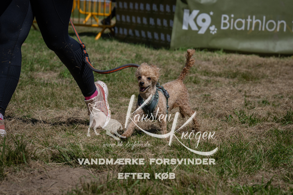 1255_ZZ97498 | kk-dogfotos