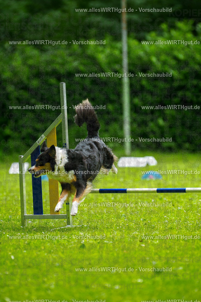 @allesWIRTHgut_Tierfotografie - www.allesWIRTHgut.de - 091729-7R506860 | Professionelle Tierfotografie in Mönchengladbach von Daniel Wirth (allesWIRTHgut). Liebevolle & natürliche Bilder von Hunden & Katzen für unvergessliche Erinnerungen.