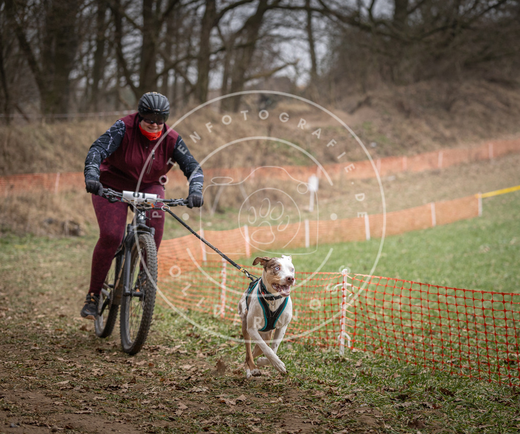 Pfotenfotografie_DV3A5581 | Hundefotografie, Tierfotograf, Pfotenfotografie, Fotoshooting Hund, Hunde Portrait, Hundesport, Hundeportraits, Heideshooting, Hunde, Sportfotograf, Hundefotograf, Turnierhundsport, THS,  - Realisiert mit Pictrs.com