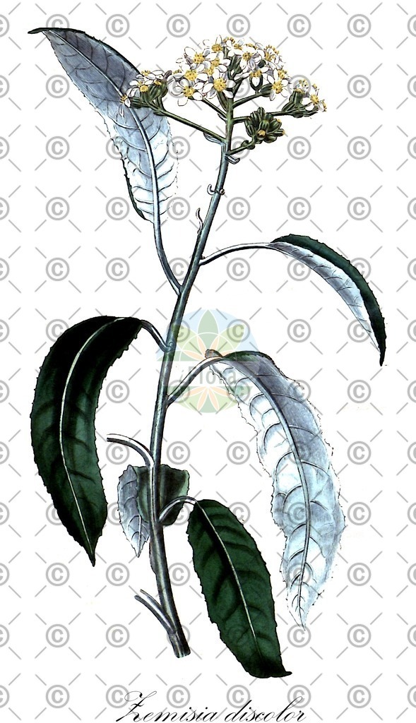 HistAbb_wfo-0000752541_1_ENZY_Simple | Historische Abbildung von Zemisia discolor - Asteraceae | Historical Illustration of Zemisia discolor - Asteraceae