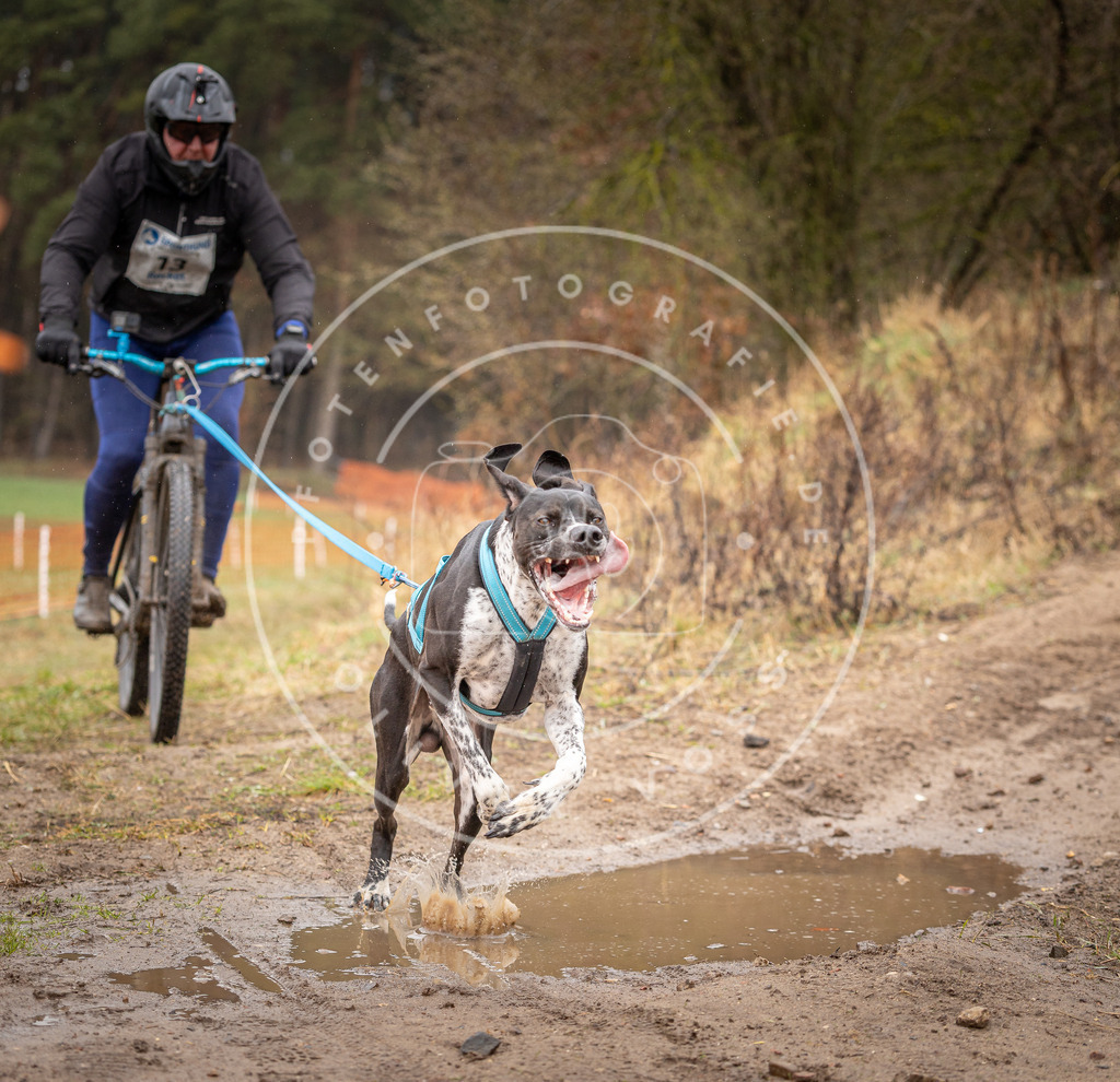 DV3A9120 | Hundefotografie, Tierfotograf, Pfotenfotografie, Fotoshooting Hund, Hunde Portrait, Hundesport, Hundeportraits, Heideshooting, Hunde, Sportfotograf, Hundefotograf, Turnierhundsport, THS,  - Realisiert mit Pictrs.com