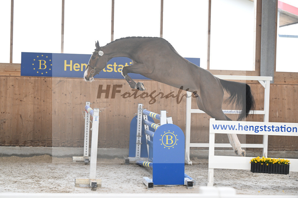 Kat-Nr. 9 Donna de la Zirocca Z v. Dollar du Rouet_Schwendinger_14260557 | hf-fotografie - Realisiert mit Pictrs.com