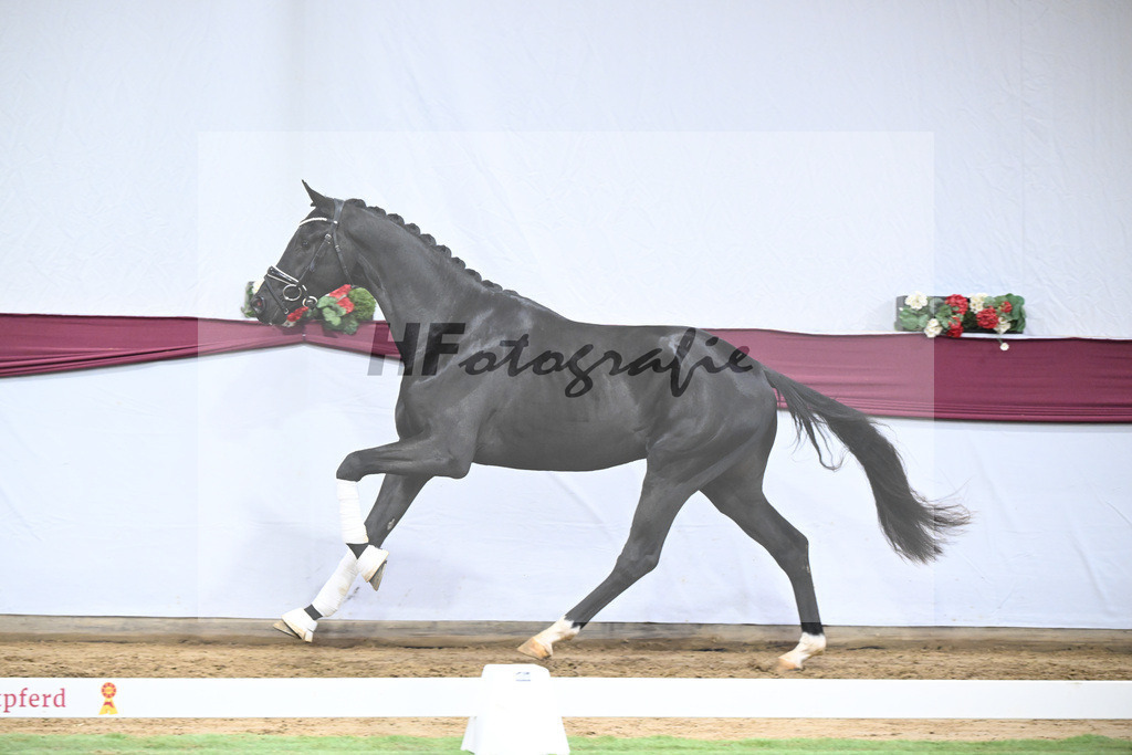 Kat-Nr. 65 Zalando x Fuerstenball_Gestuet Dobel_47252475 | hf-fotografie - Realisiert mit Pictrs.com