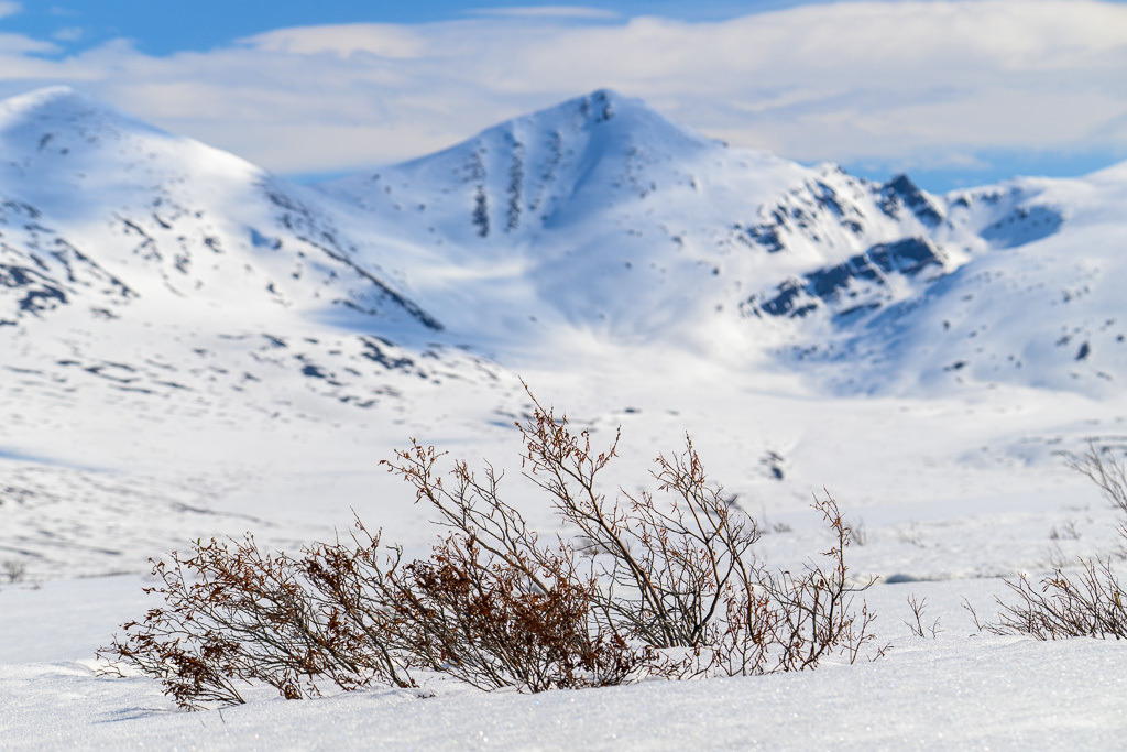 Alaska | Denali Highway - Realisiert mit Pictrs.com