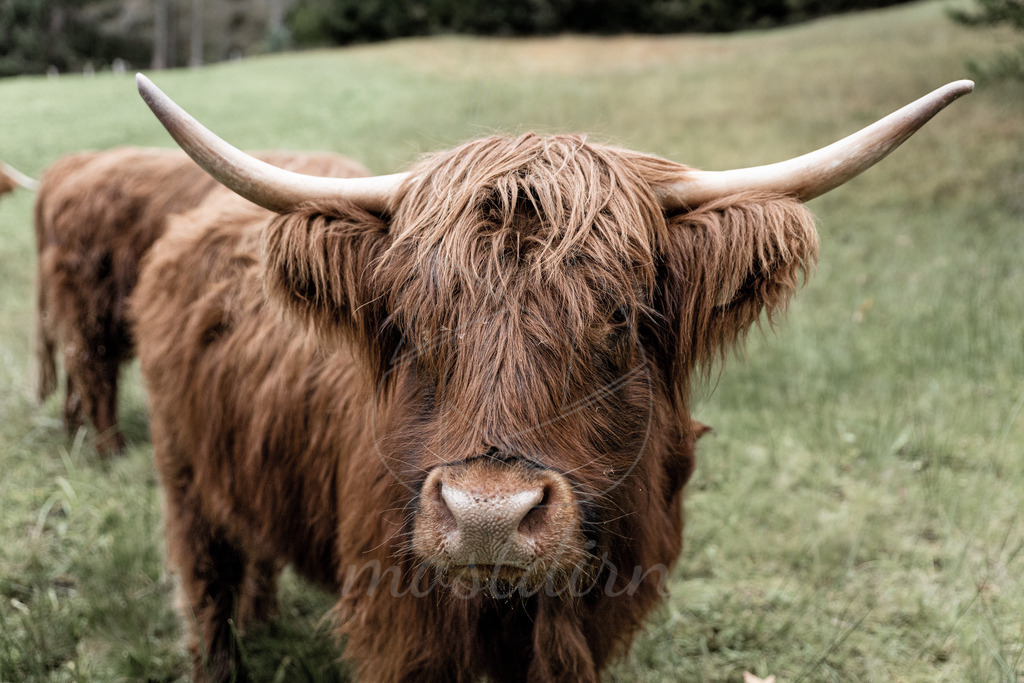 Hochlandrind  | Meine Lieblingskühe sind definitiv die Hochlandrinder.  - Realisiert mit Pictrs.com