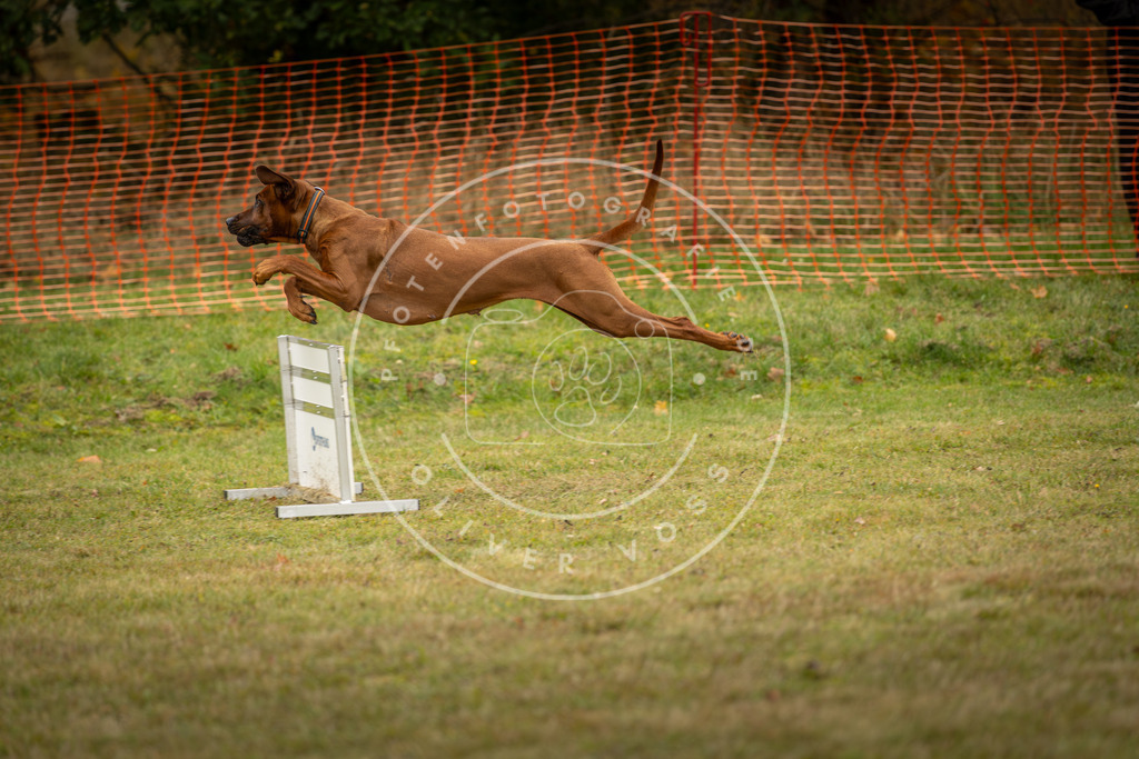 Pfotenfotografie_DV3A5739 | Hundefotografie, Tierfotograf, Pfotenfotografie, Fotoshooting Hund, Hunde Portrait, Hundesport, Hundeportraits, Heideshooting, Hunde, Sportfotograf, Hundefotograf, Turnierhundsport, THS,  - Realisiert mit Pictrs.com