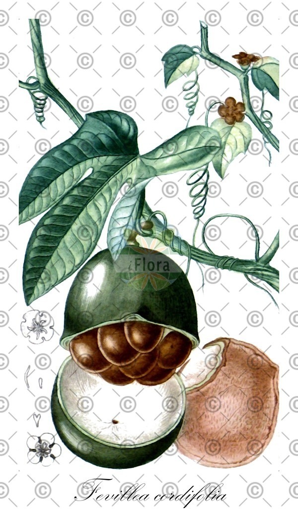 HistAbb_wfo-0000687151_1_ENZY_Simple | Historische Abbildung von Fevillea cordifolia - Cucurbitaceae | Historical Illustration of Fevillea cordifolia - Cucurbitaceae