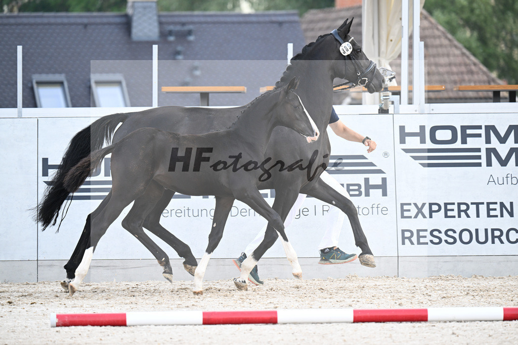 Kat-Nr. 309 Diaron x Balou du Rouet_SF_Dammer_21250219 | hf-fotografie - Realizzato con Pictrs.com