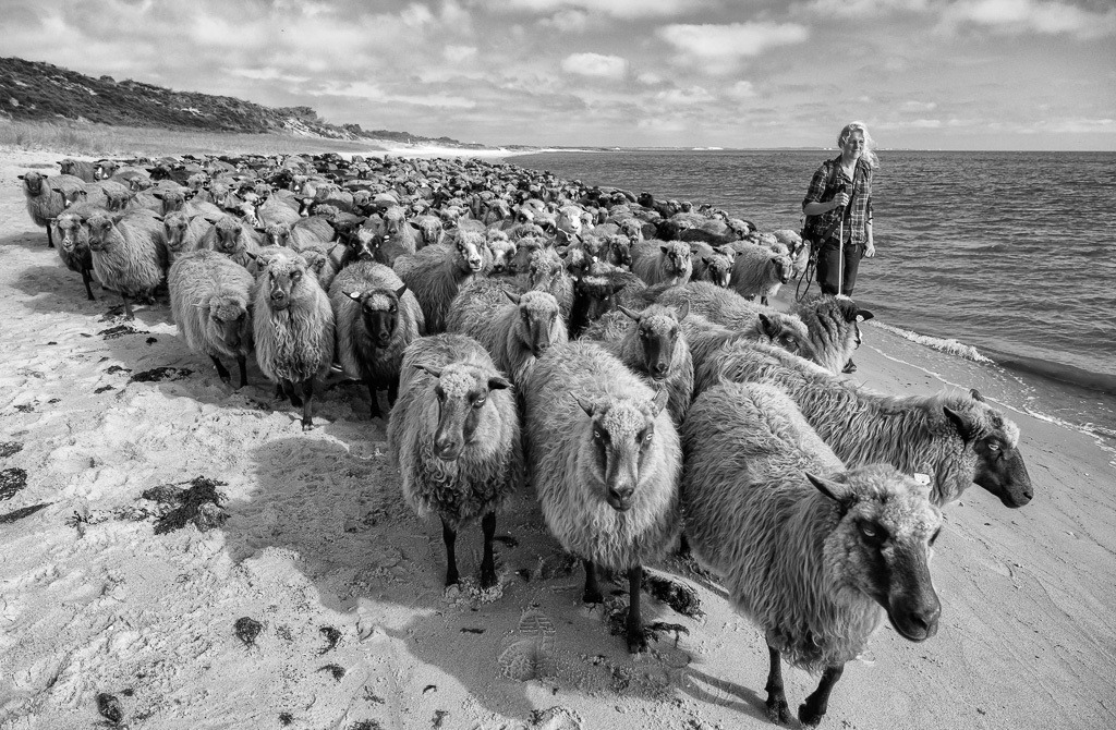 Uta Wree, die Wanderschäferin von Sylt © Holger Rüdel | Der Online-Shop von Holger Rüdel. Ausgewählte Fotografien als FineArt-Prints bestellen: Bildreportagen, Landschaften, Wildlife, History, Infrarot-Motive in Schwarzweiß und Verschiedenes.  - Realisiert mit Pictrs.com