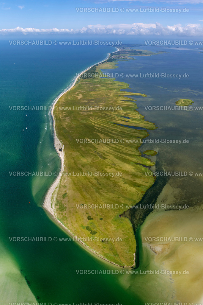 Hiddensee12081699 | Süden der Insel Hiddensee, Naturschutzgebiete Gellen und Gänsewerder, Naturschutzgebiet Dünenheide, Heidelandschaft,  Klausdorf, Ostseeinsel, Mecklenburg-Vorpommern, Deutschland, Europa