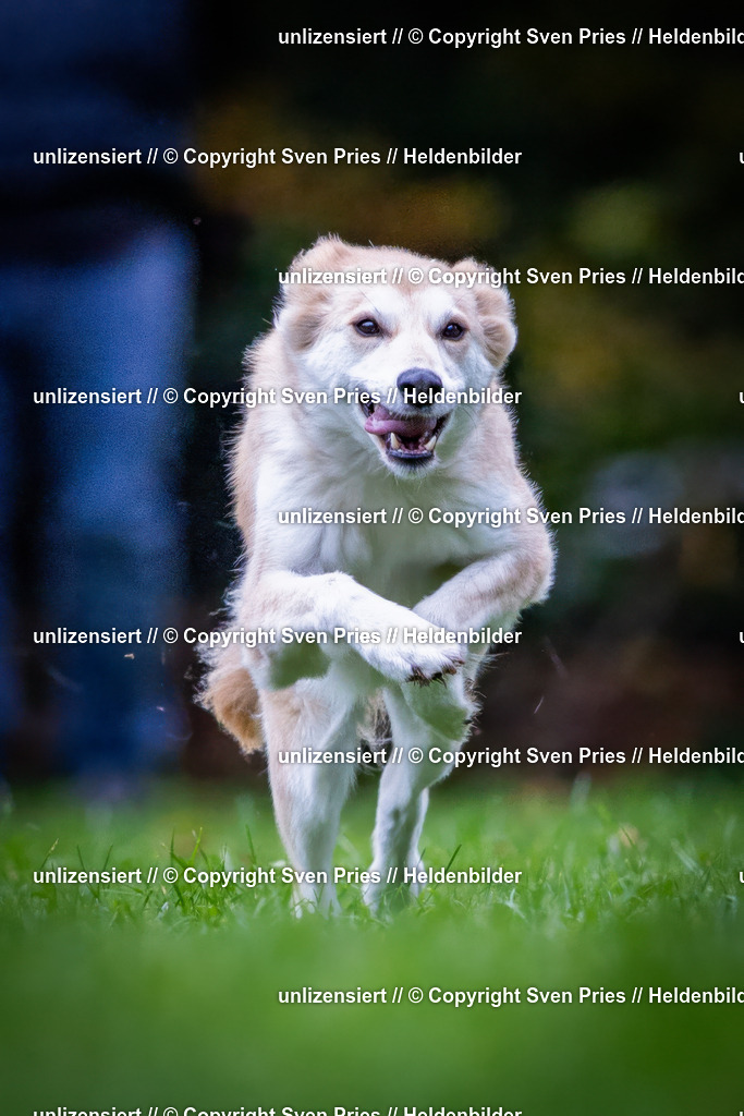 Sven Pries | 2024-10-19 - Hunderennen Ober-Grombach - Realisiert mit Pictrs.com