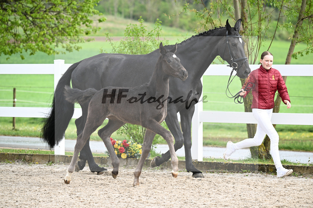 Kat-Nr. 51 SF Vitalis x Fuerstenball_Geng_23261729 | hf-fotografie - Realisiert mit Pictrs.com