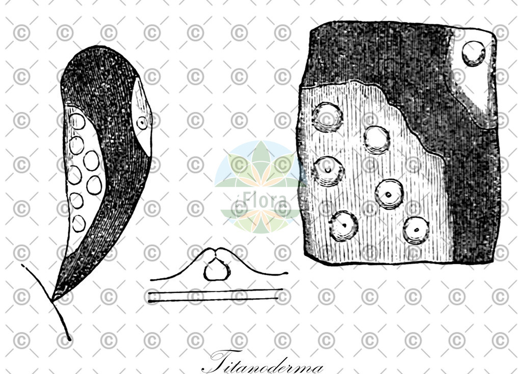 HistAbb_wfo-0000005792_1_ENZY_Simple | Historische Abbildung von Titanoderma - Lithophyllaceae (0) | Historical Illustration of Titanoderma - Lithophyllaceae (0)