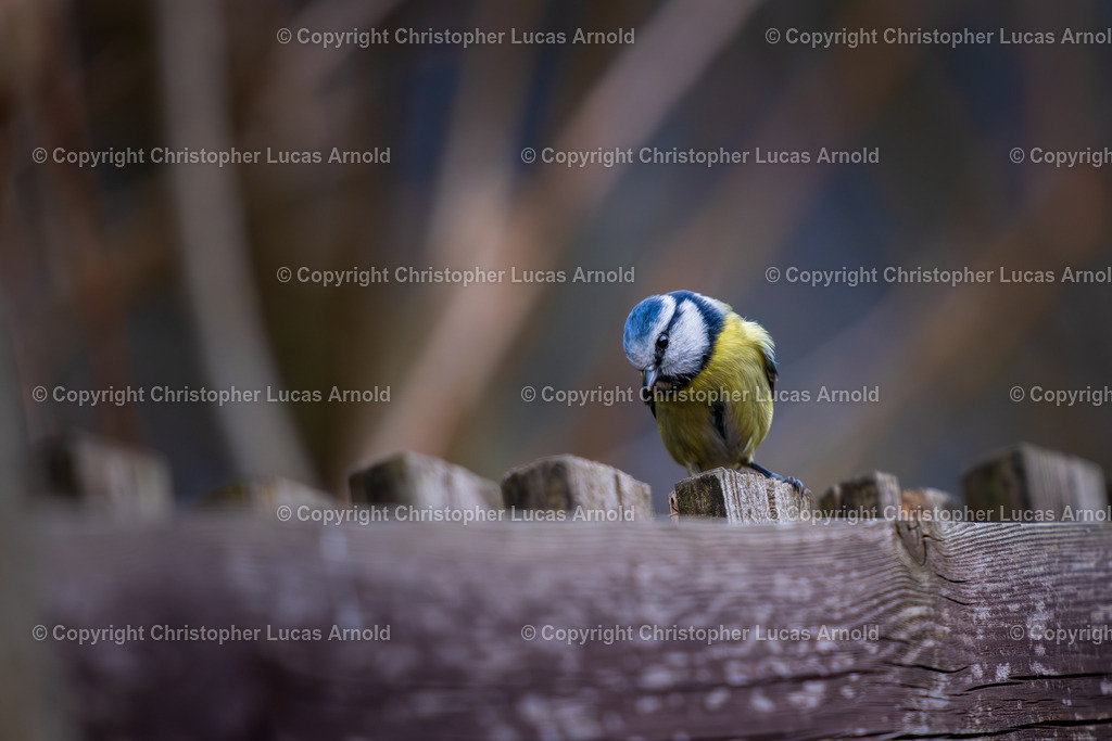 01 - Januar | bildkomponist - Realisiert mit Pictrs.com