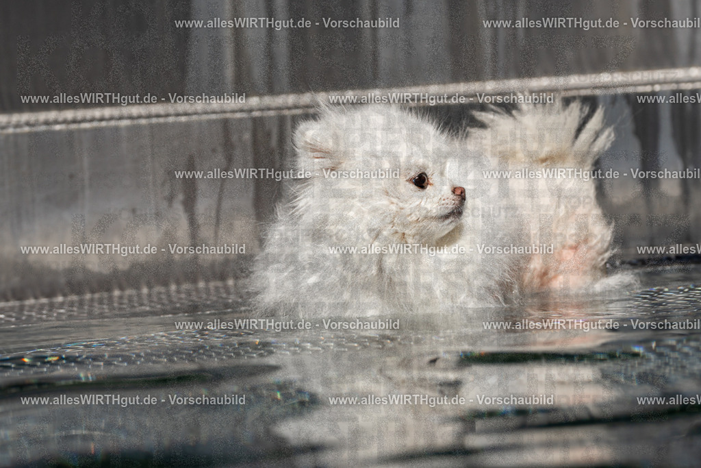 Hundeschwimmen_Volksbad_2026-allesWIRTHgut_Tierfotografie-2609061253-FAY06601 | Professionelle Tierfotografie in Mönchengladbach von Daniel Wirth (allesWIRTHgut). Liebevolle & natürliche Bilder von Hunden & Katzen für unvergessliche Erinnerungen.