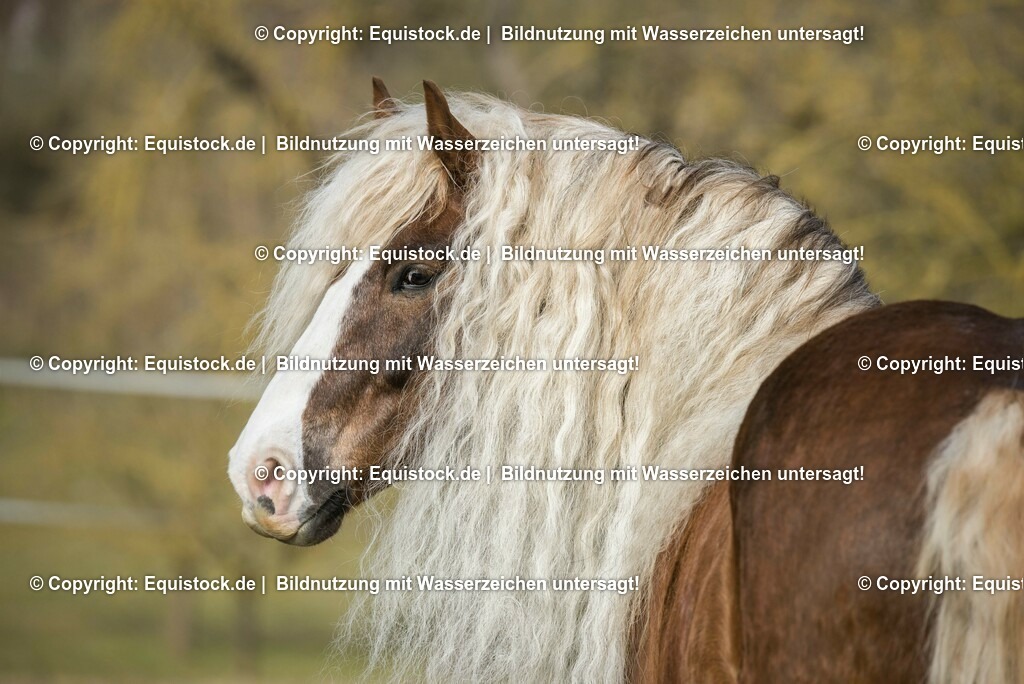 20150313_TOMsPiC_0051 | equistock