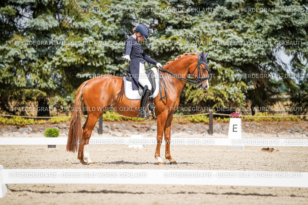 DSC06245 | Pferdegrafie