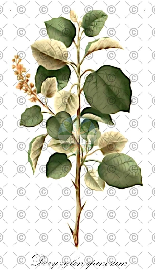 HistAbb_wfo-0000945264_1_ENZY_Simple | Historische Abbildung von Doryxylon spinosum - Euphorbiaceae | Historical Illustration of Doryxylon spinosum - Euphorbiaceae