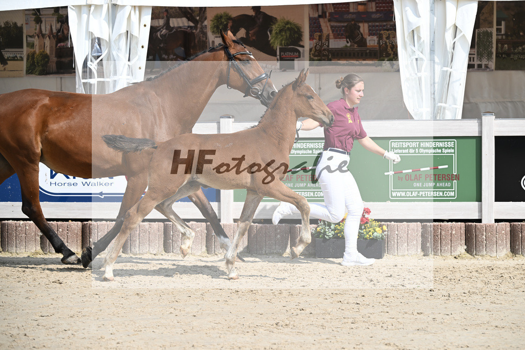 Emerald v h Ruytershof x Zirocco Blue_HF_PBM Pfefferle GmbH_12250226 | hf-fotografie - Realisiert mit Pictrs.com