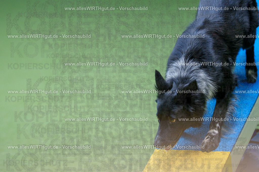 @allesWIRTHgut_Tierfotografie - www.allesWIRTHgut.de - 2604261143-7R500362 | Professionelle Tierfotografie in Mönchengladbach von Daniel Wirth (allesWIRTHgut). Liebevolle & natürliche Bilder von Hunden & Katzen für unvergessliche Erinnerungen.