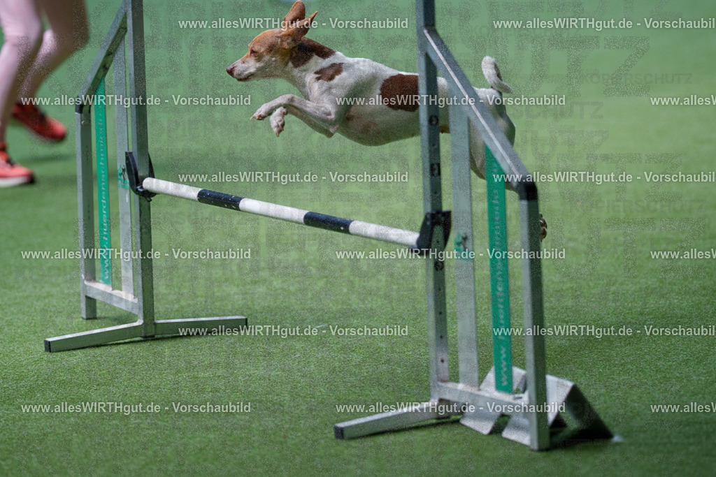 @allesWIRTHgut_Tierfotografie - www.allesWIRTHgut.de - 2604251255-7R503061 | Professionelle Tierfotografie in Mönchengladbach von Daniel Wirth (allesWIRTHgut). Liebevolle & natürliche Bilder von Hunden & Katzen für unvergessliche Erinnerungen.