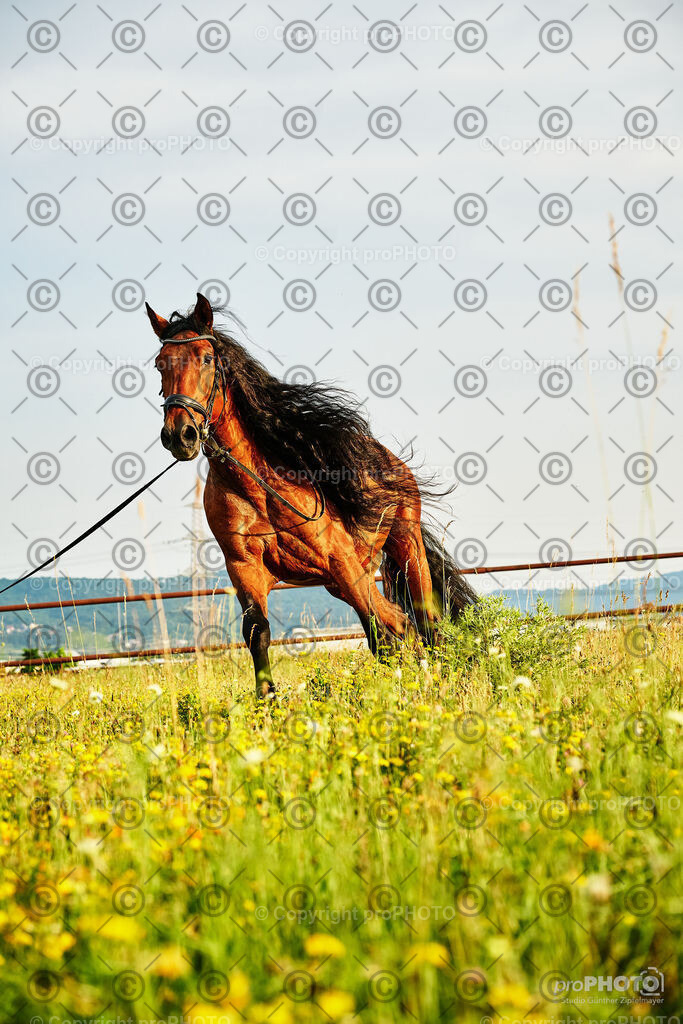 338_202406_Niki-Herodes_NZ9_0321 | proPHOTO - Realisiert mit Pictrs.com