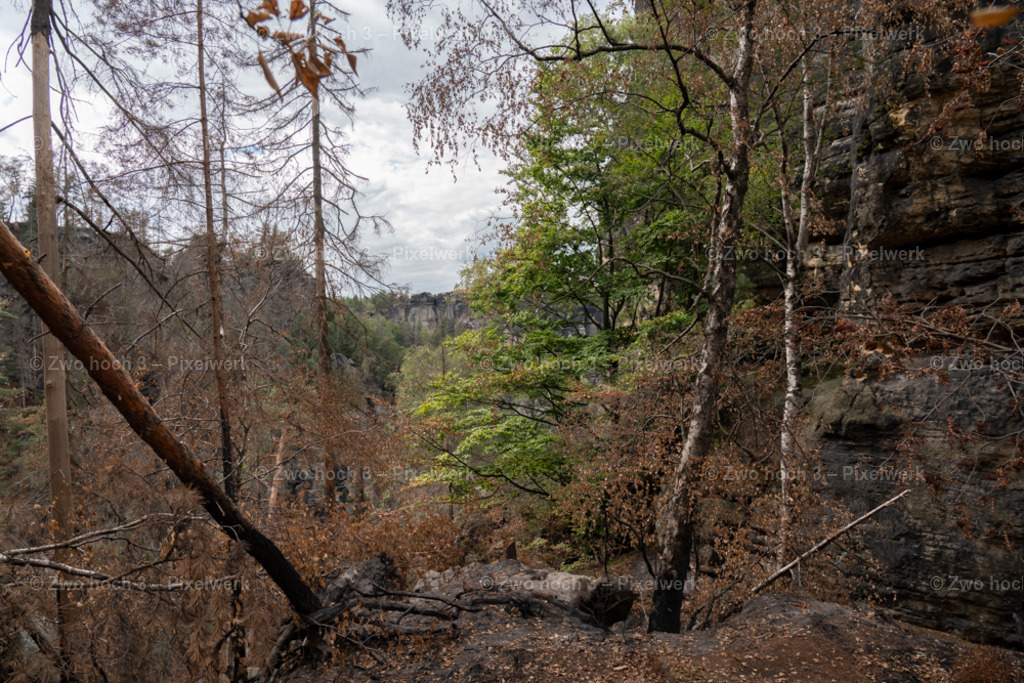 Obere_Affensteinpromenade_Siegfried_Bergfried_Baum_Felswand | 2022-09-02_Waldbrandgebiete_2 - Realisiert mit Pictrs.com