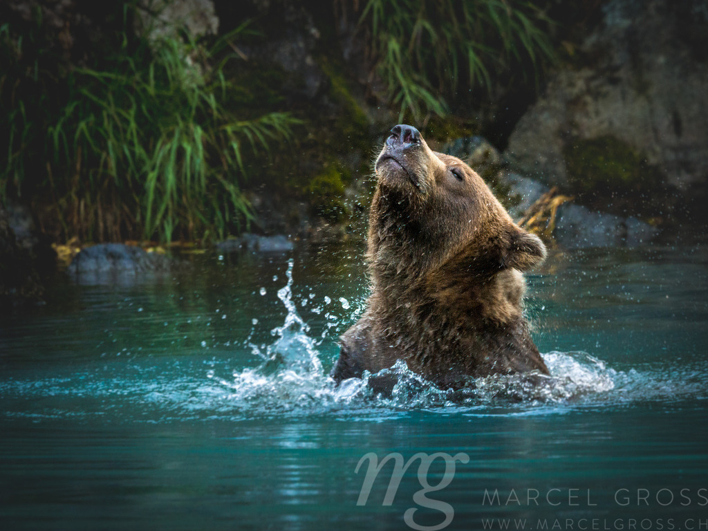grizzly bear shaking off the water from his head, Lake Clark National Park, Alaska | In beautiful Lake Clark National Park in Alaska - Realisiert mit Pictrs.com