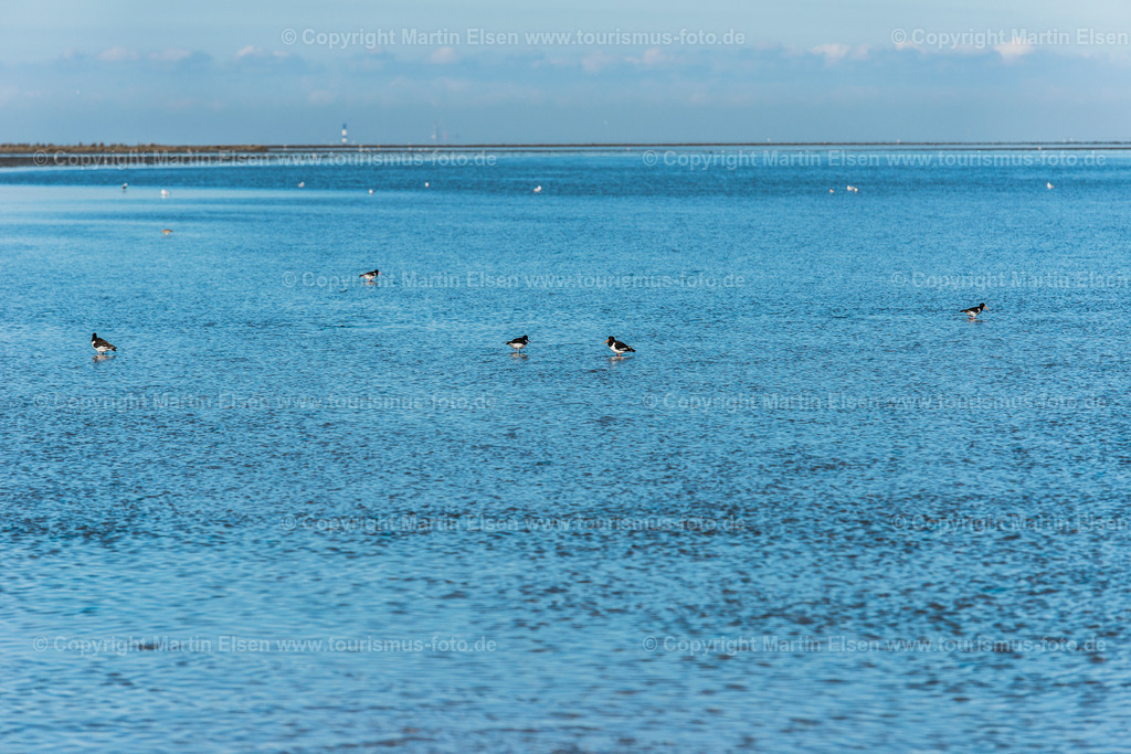 Neuwerk_ELS1724260716 | Insel Neuwerk - Aufnahmedatum: 19.07.2016, Aufnahmehöhe:  m, Koordinaten:  - , Bildgröße: 7360 x  4912 Pixel - Copyright 2016 by Martin Elsen, Kontakt: Tel.: +49 157 74581206, E-Mail: info@schoenes-foto.deSchlagwörter:Nordsee, Watt, Wattenmeer, Gezeiten, Hamburg, Küste, Insel, Leuchtturm Martin Elsen, Wattwagen,Wattfahrt,Wattwandern,Kinder, - Realisiert mit Pictrs.com